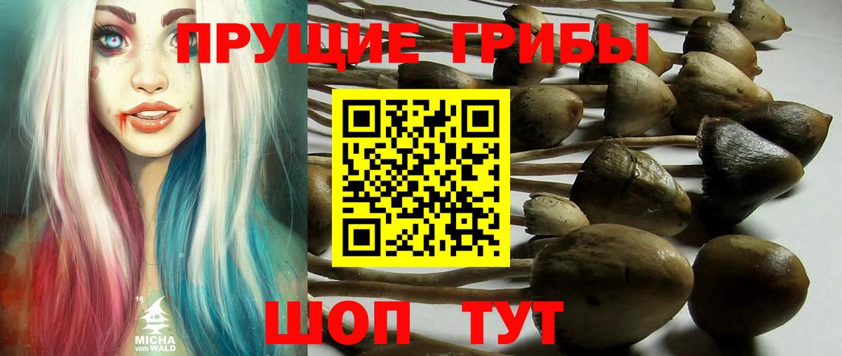 Псилоцибиновые грибы мицелий  Вход с VPN  Гатчина 